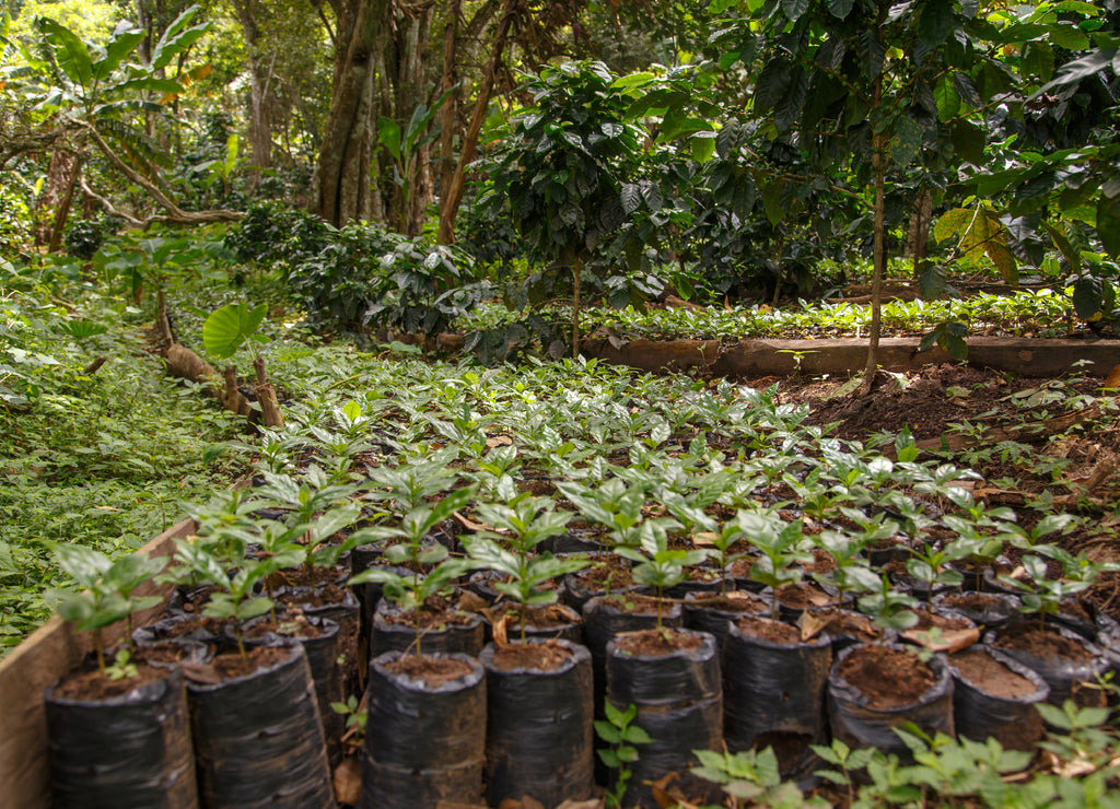 Small coffee plants, nursery from Nicaragua