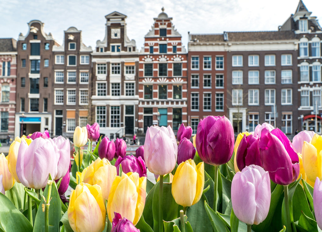 Traditional old buildings in Amsterdam with colorful tulips