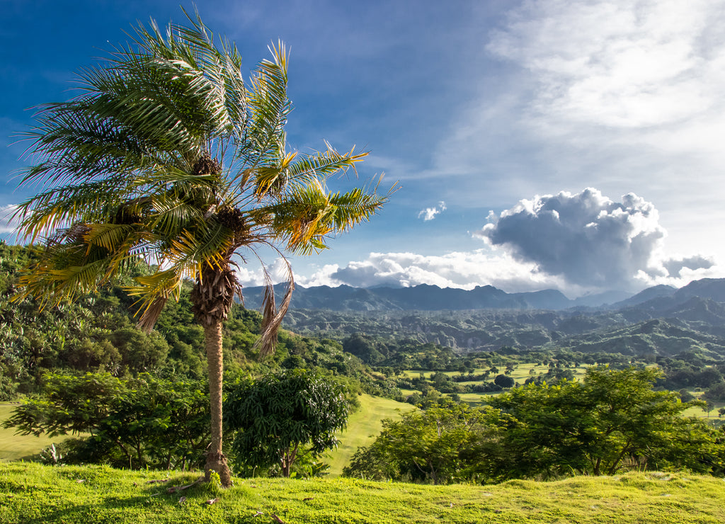 Palm Tree on Green Hill Overlooking Tropical Forests and Jagged Mountains outside of Clark, Philippines - Pampanga, Luzon, Philippines