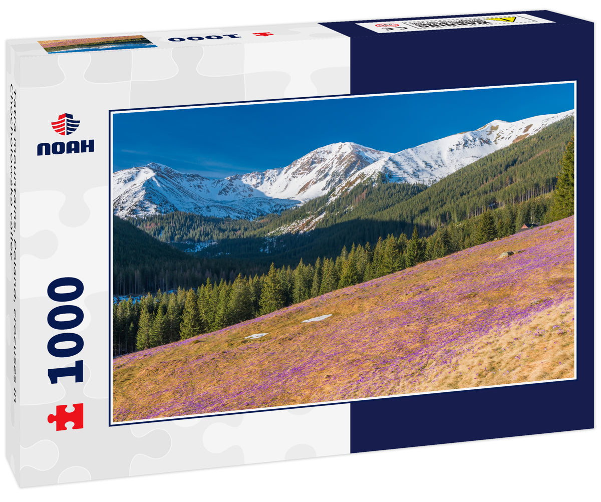 Tatra mountains, Poland, crocuses in Chocholowska valley