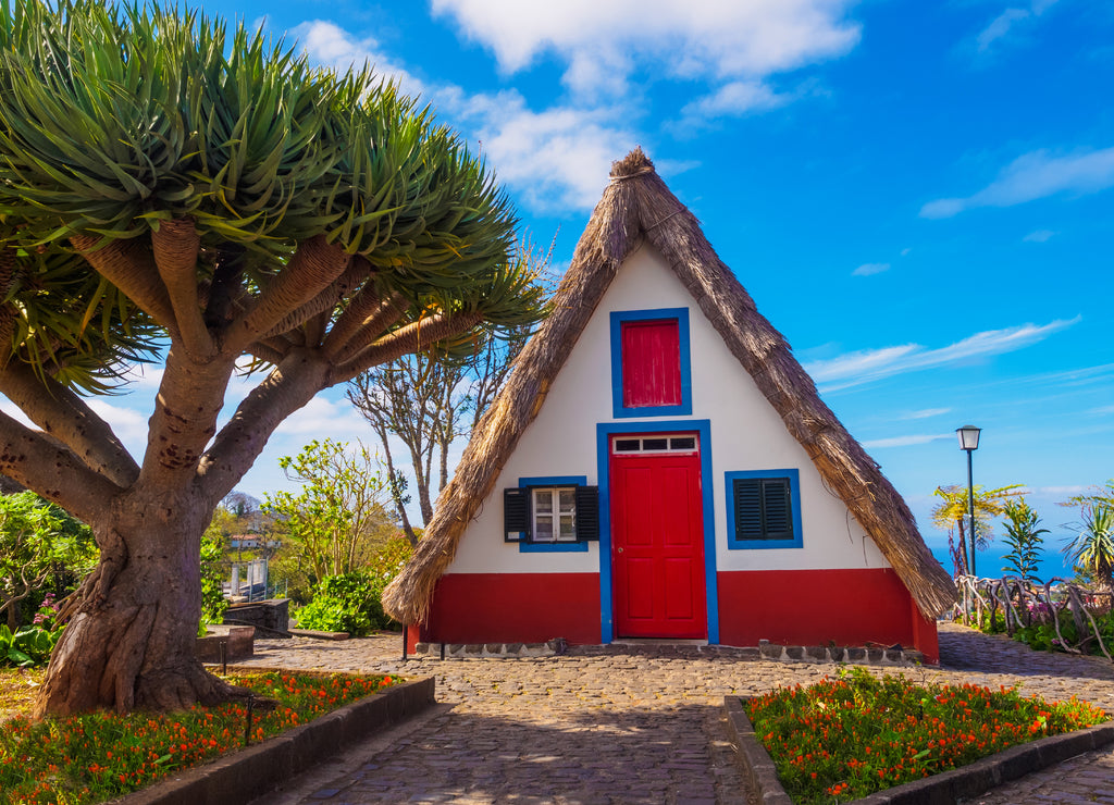 Traditional old hut and tropical tree in Santana village, Madeira island of Portugal