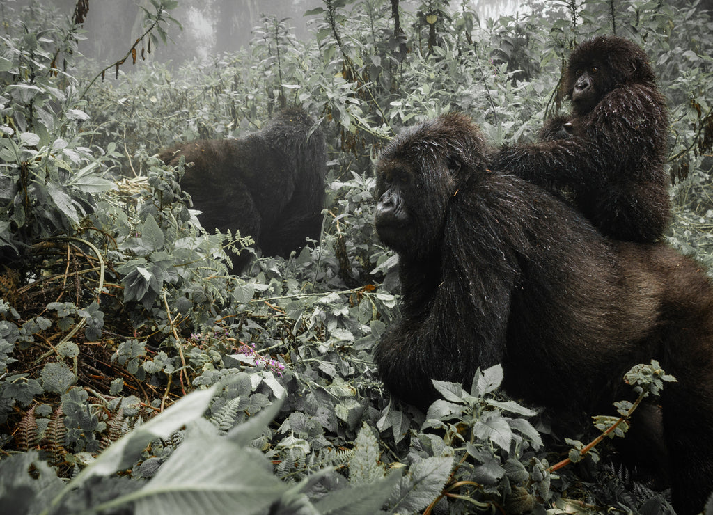 A female mountain gorilla with a baby in Rwanda