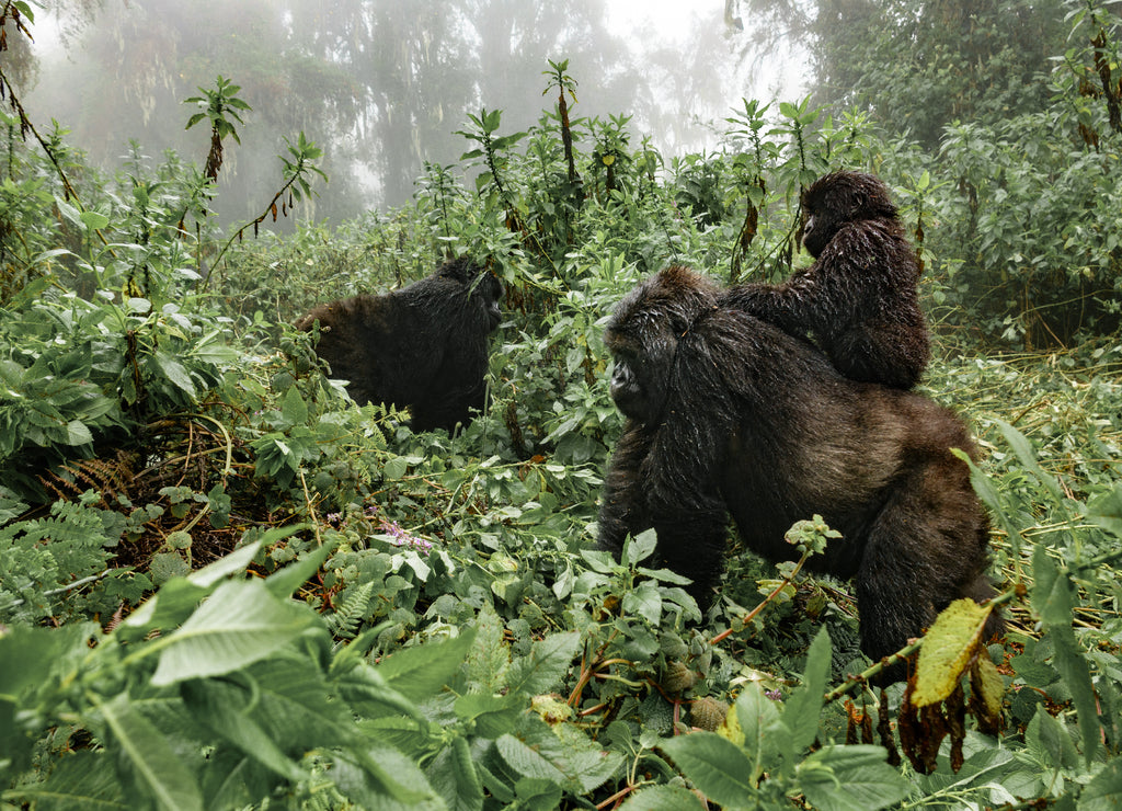 A female mountain gorilla with a baby in Rwanda