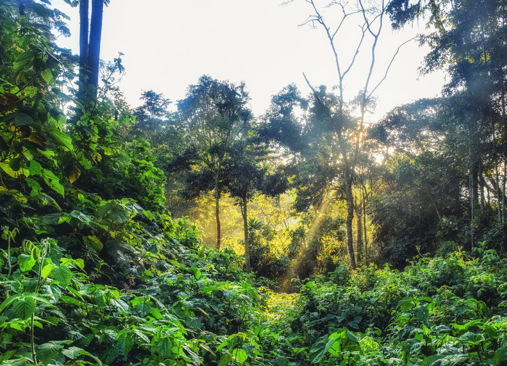 Rain forest, Rwanda, Africa
