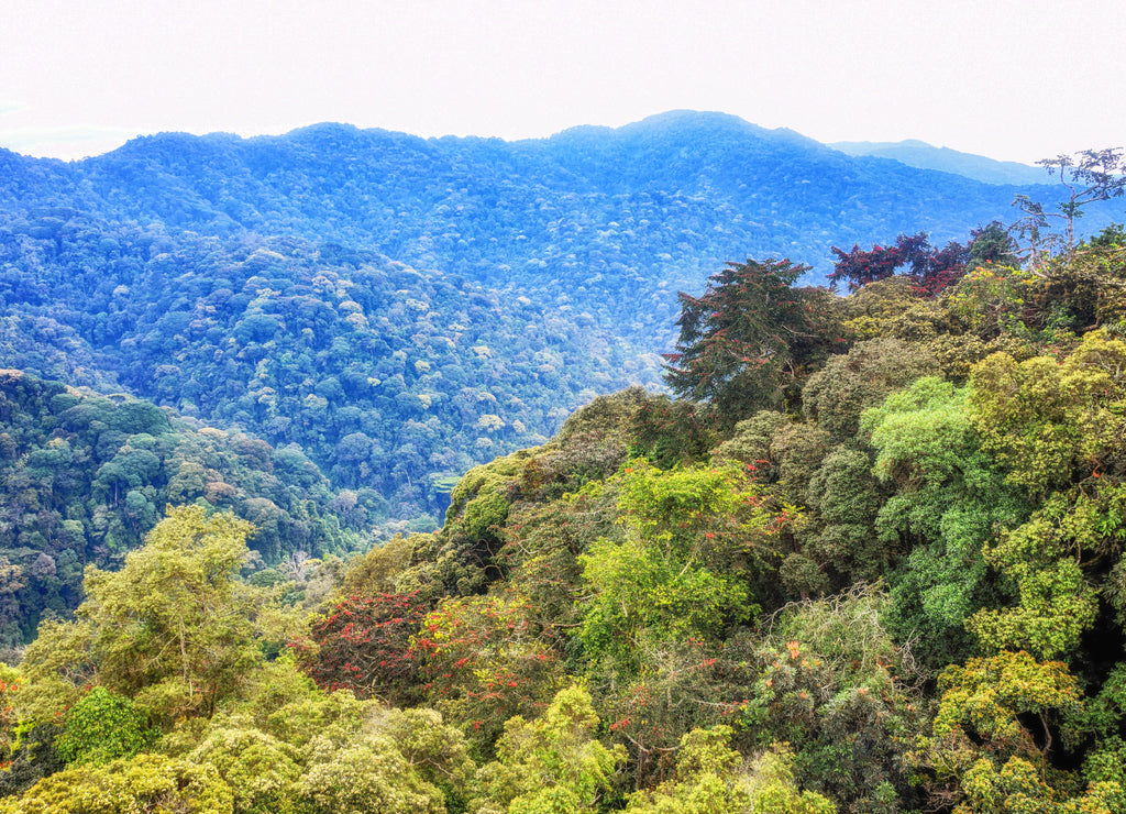 Tropical rainforest of Nyungwe National Park, Rwanda