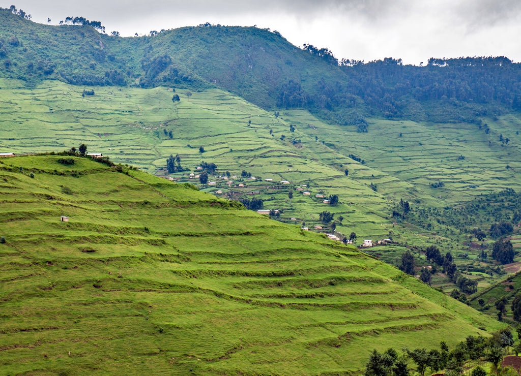 Deforested hills for cattle grazing in the former Gishwati forest area in Northwestern Rwanda (Nyabihu district)