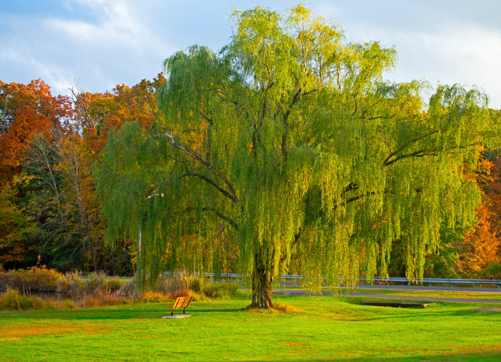 Autumn foliage displays of bright colors in Colonial Park, Franklin, New Jersey, USA -03