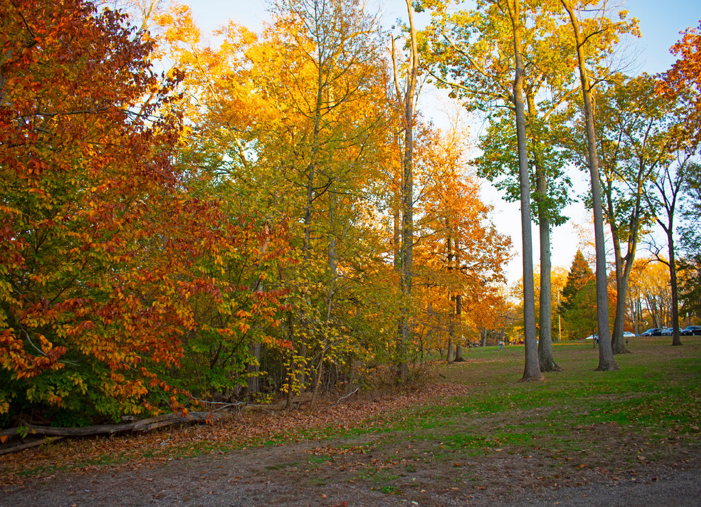 Autumn foliage displays of bright colors in Roosevelt Park, Edison, New Jersey, USA -01