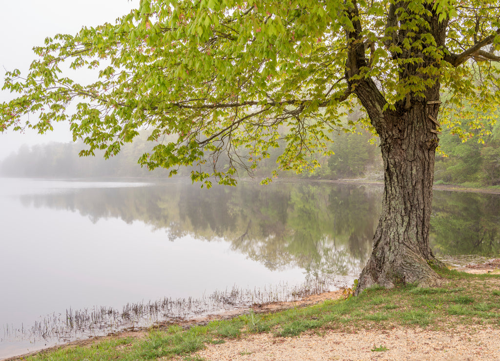 Beautiful tree next to the forest lake at Wharton state forest, New Jersey