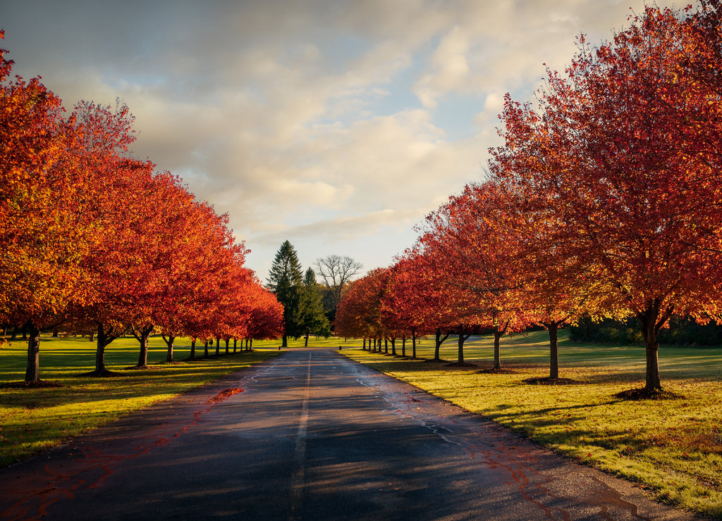 Lineup of red maple trees showing autumn color in the early morning at Swartswood State Park, New Jersey