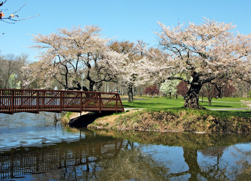 Wooden bridge with cherry blossom trees. New Jersey