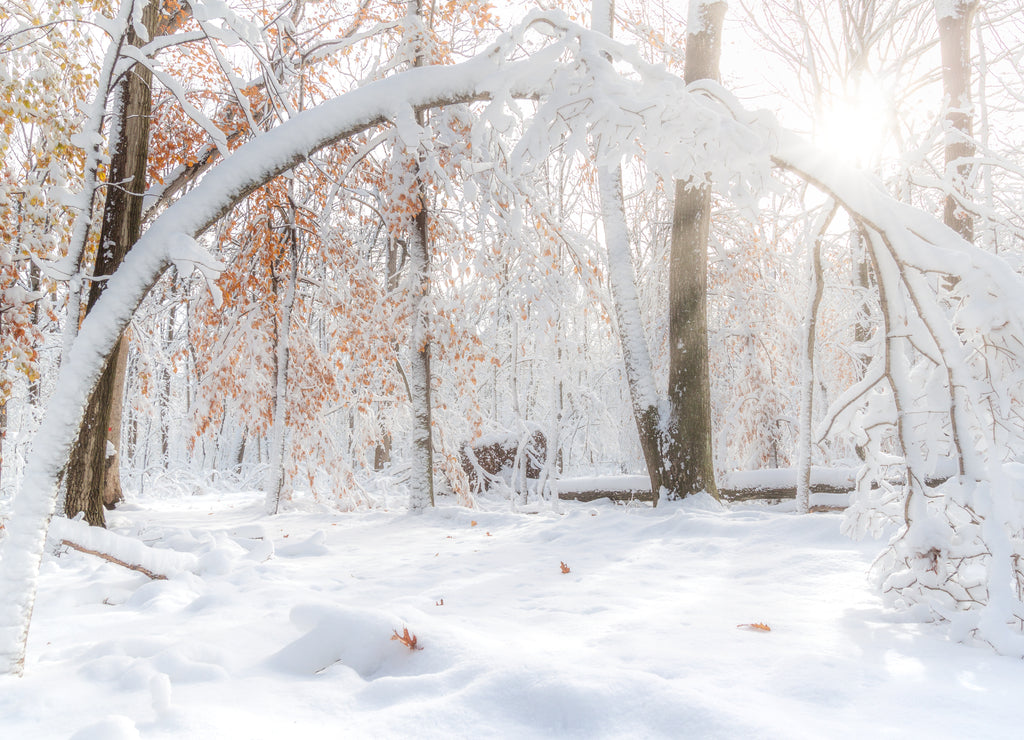Tree bent under a thick layer of snow in a New Jersey forest