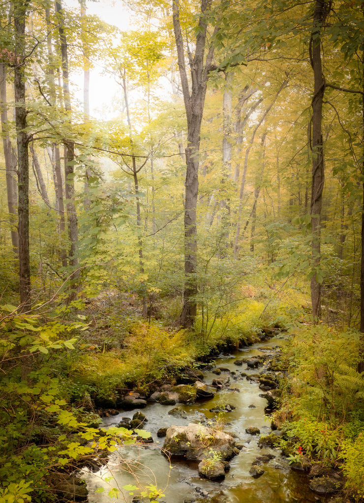 A stream on a misty early morning in Stokes State Forest, Sandyston, New Jersey