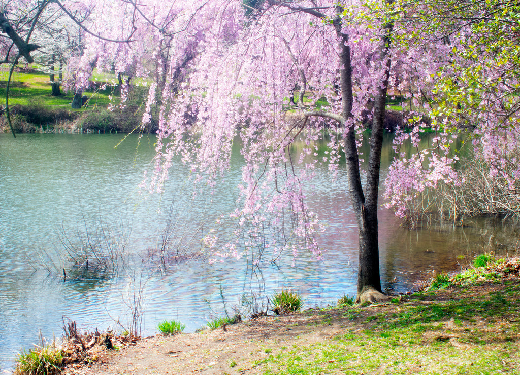 Cherry blossom trees surrounding the lake at Holmdel Park, New Jersey, in the early spring