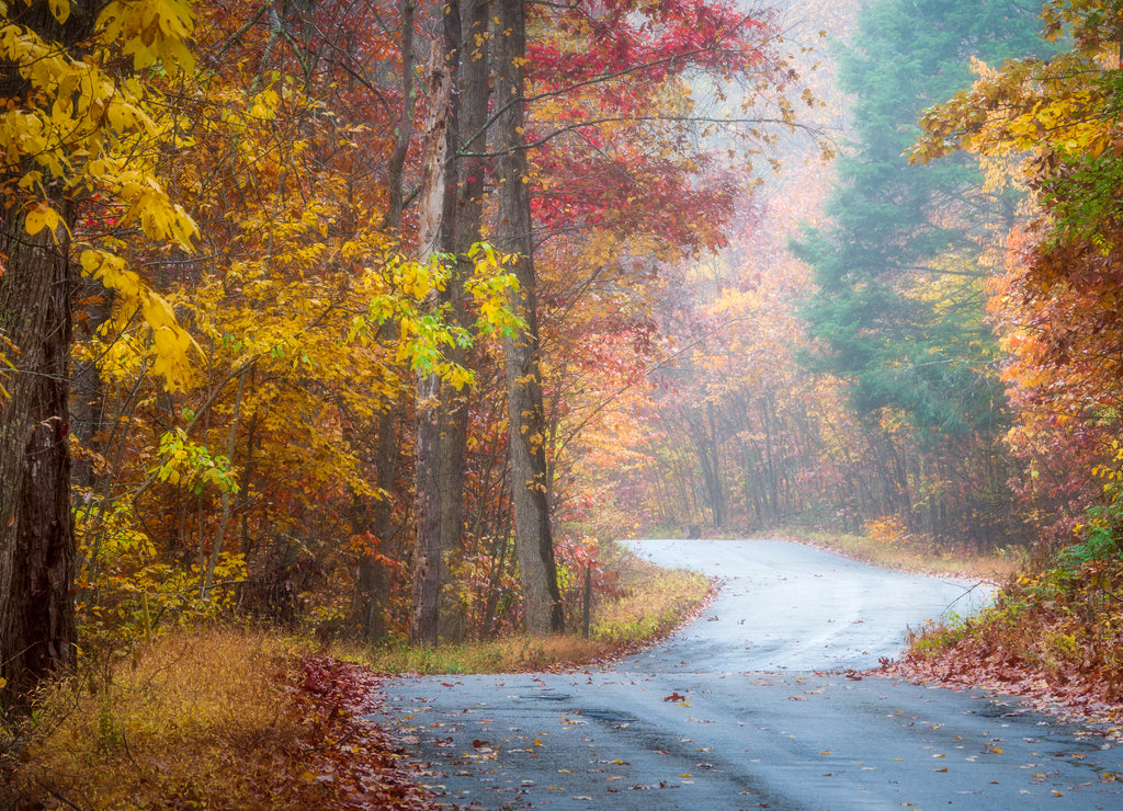 A road through Stokes State Forest in New Jersey on a foggy autumn morning