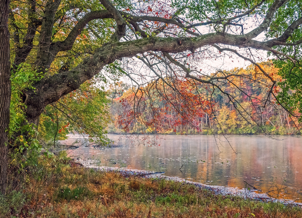 Fog on Millhurst Pond, New Jersey