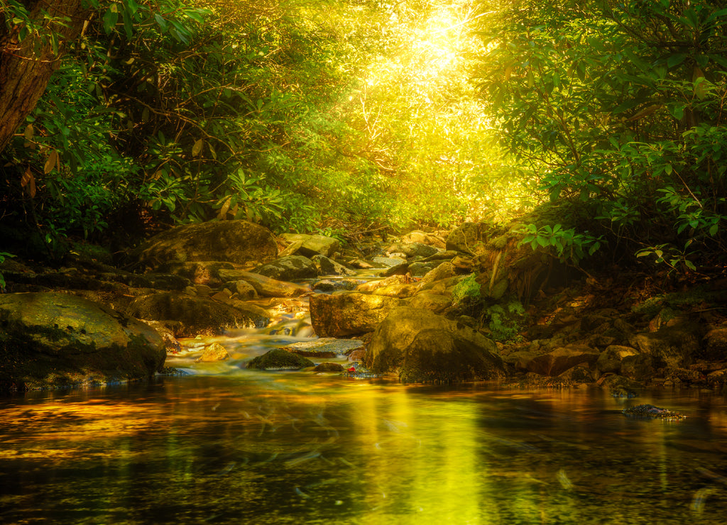 Sun rays burst through forest foliage along Verkeerde Kill in Minnewaska reserve, Upstate New York