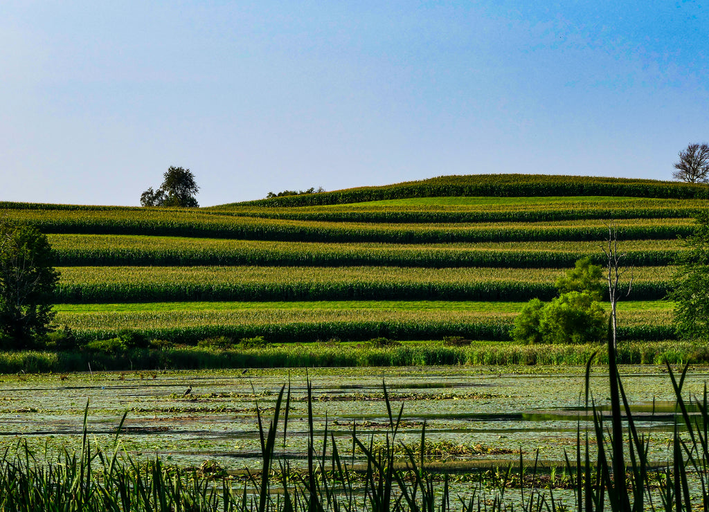 Amenia, Dutchess County, New York, USA Asian looking landscape and cornfields