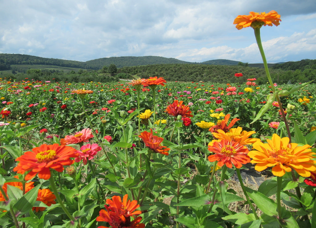 Field of flowers in the Catskills, New York