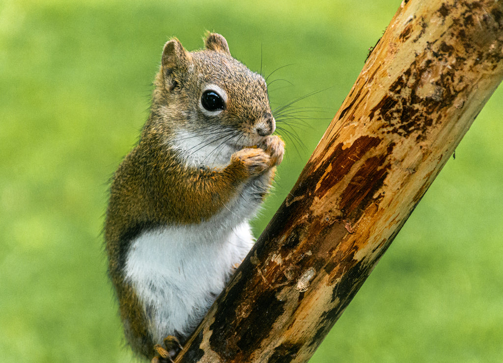 Red Squirrel Feeding on a kernel of corn in Yard on a warm spring day here in the small town of Windsor in Broome County Upstate New York