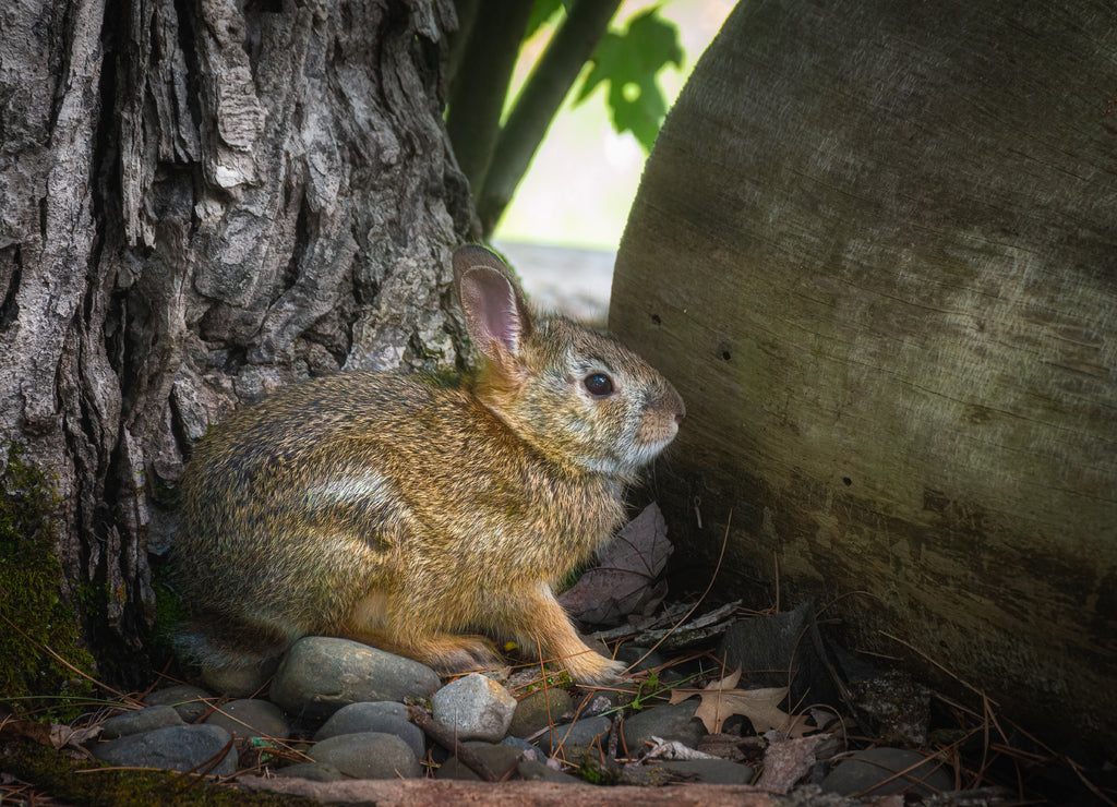 Baby Bunny, Windsor, Broome County in Upstate New York