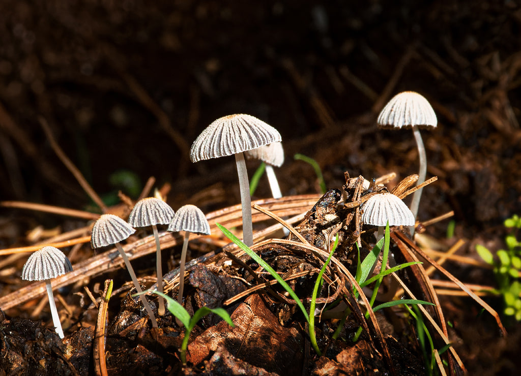 A group of small white mushrooms amongst the pine needles in our garden in Windsor in Broome County in Upstate New York