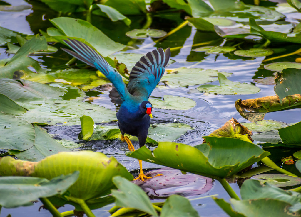 A Purple Gallinule in the Everglades National Park, Florida