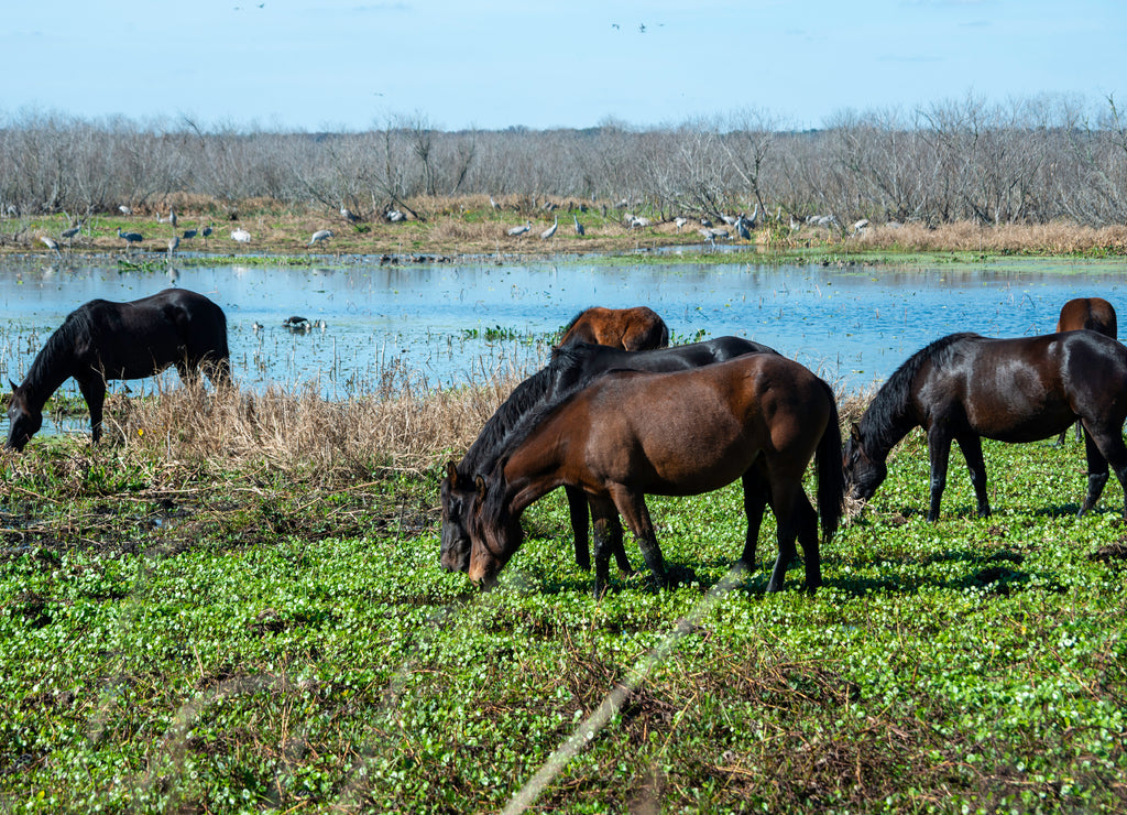 Wild Horses at Paynes Prairie State Park in Gainesville, Florida