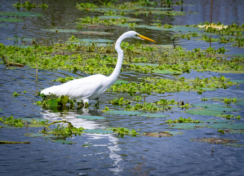 Great White Egret fishing at wetlands in Gainesville Florida