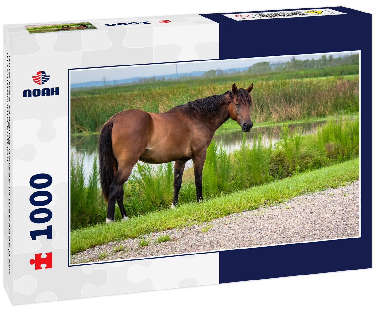 Wild free ranging horses in wetlands park in Gainesville Florida