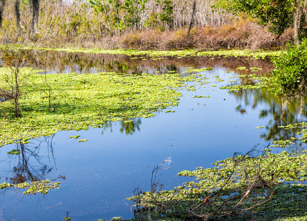 Landscape of marsh swamp wetlands in Paynes Prairie Preserve State Park in Gainesville, Florida with water reflection blue color