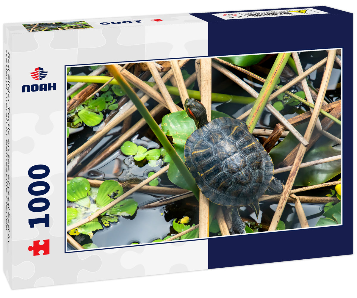 Red Slider Turtle on top of reed bed in wetland marsh in Gainesville Florida