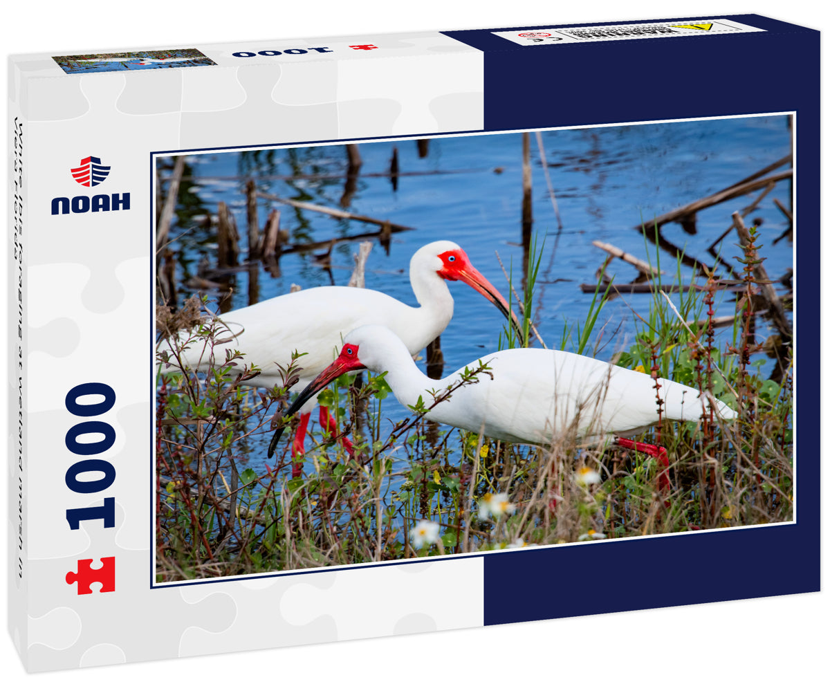 White Ibis foraging at wetland marsh in Viera Florida