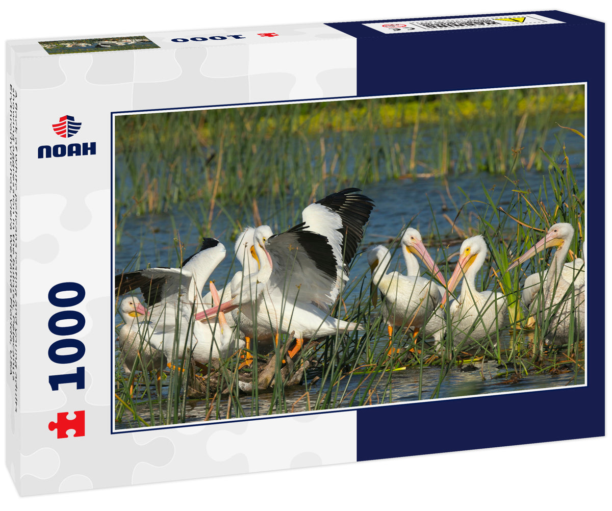 A flock of White pelicans resting and young adults showing aggression in the bulrush, Pelecanus Erythrorhynchos, Viera Wetlands Florida, USA