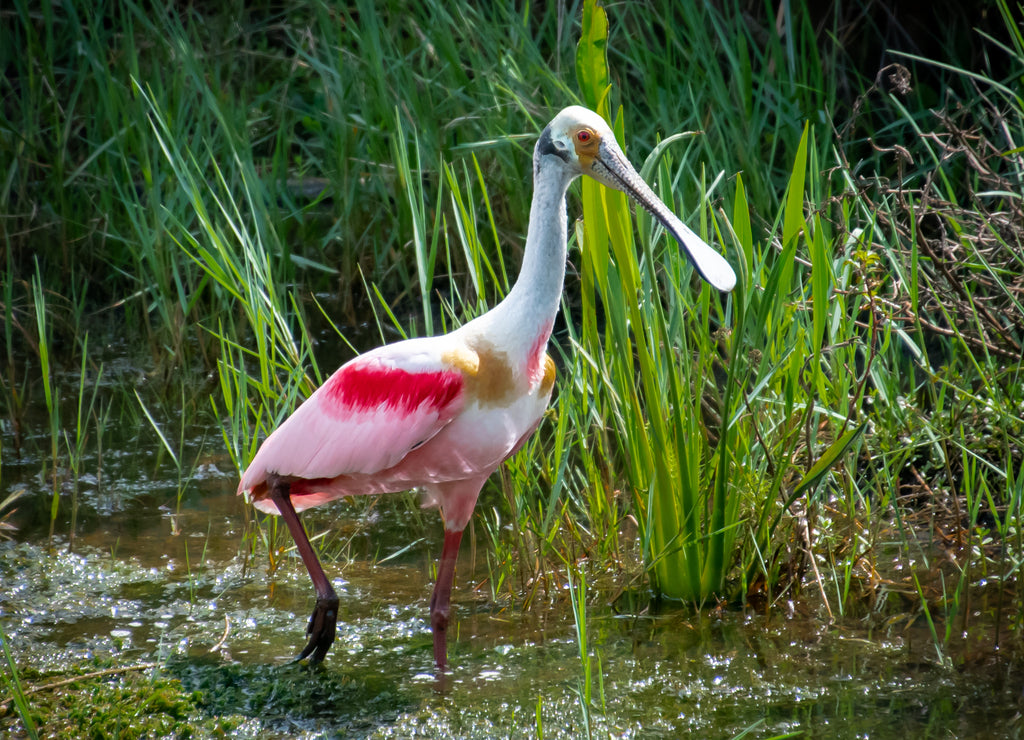 Roseate Spoonbill fishing in Viera wetlands marsh in Florida