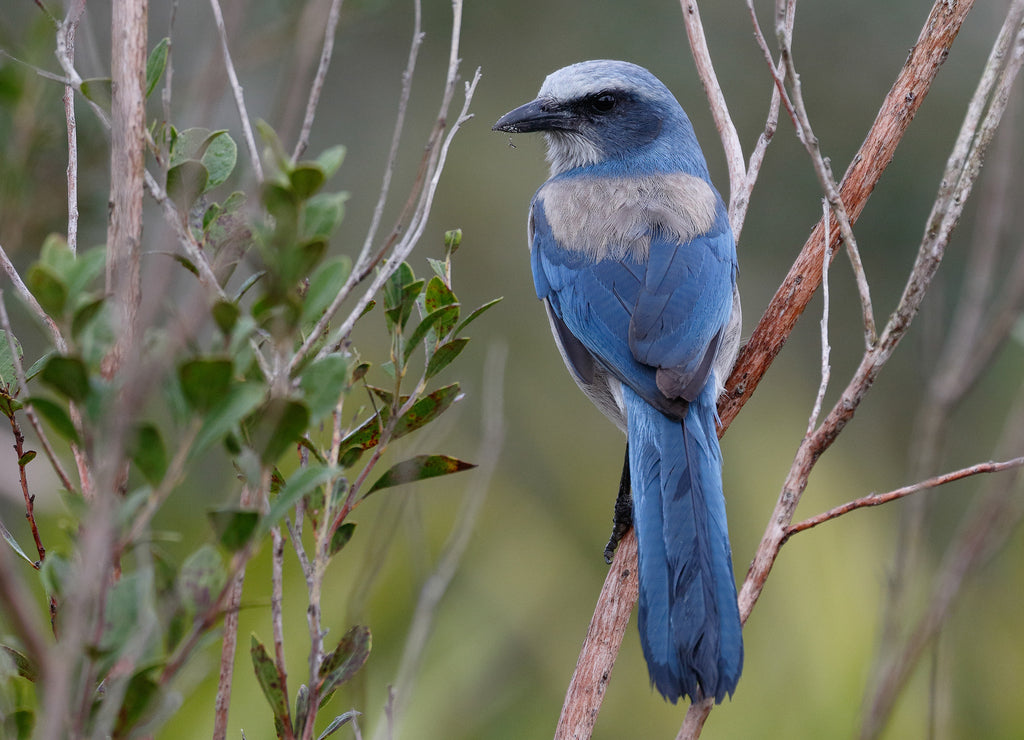 Florida Scrub Jay perched in a shrub - Port Charlotte, Florida