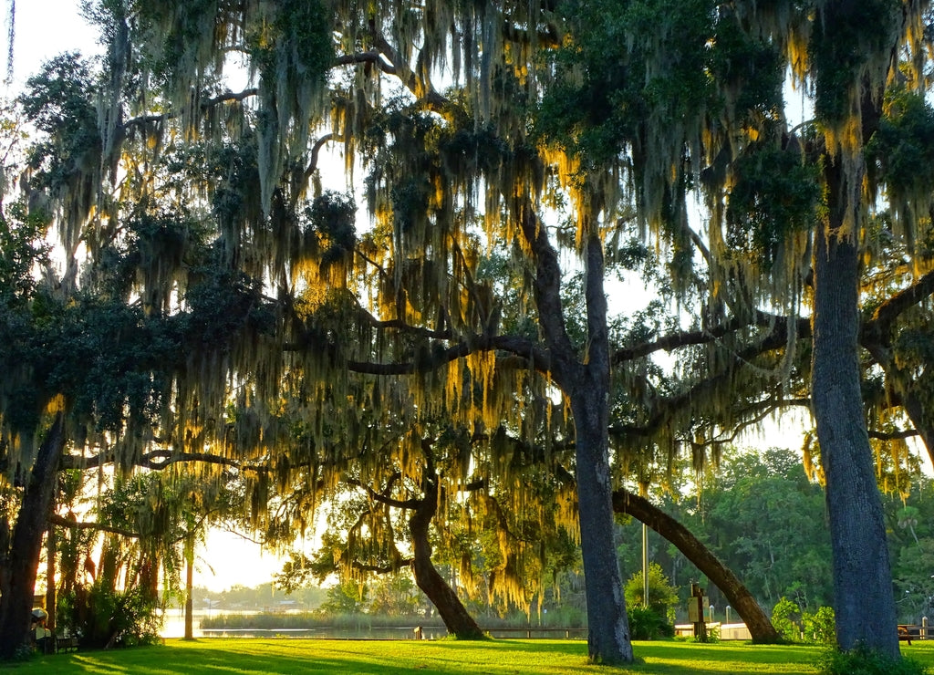 United States, Florida, Citrus County, City of Crystal River, Crystal River National Wildlife Refuge