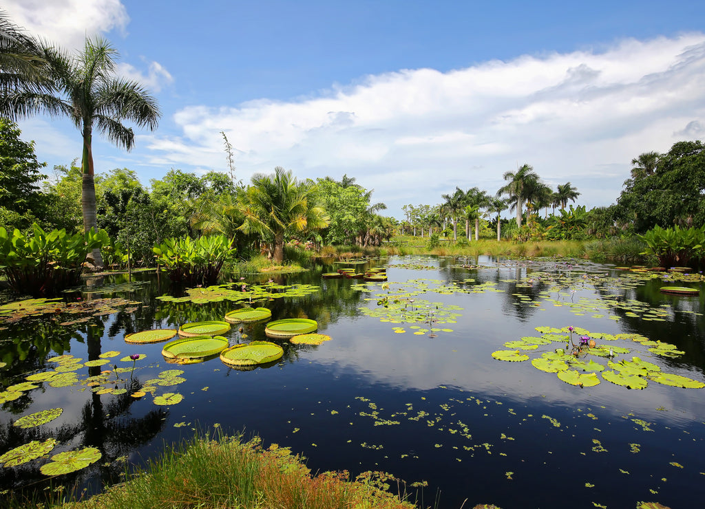 Water lilies growing and thriving in a garden in Naples, Florida, USA