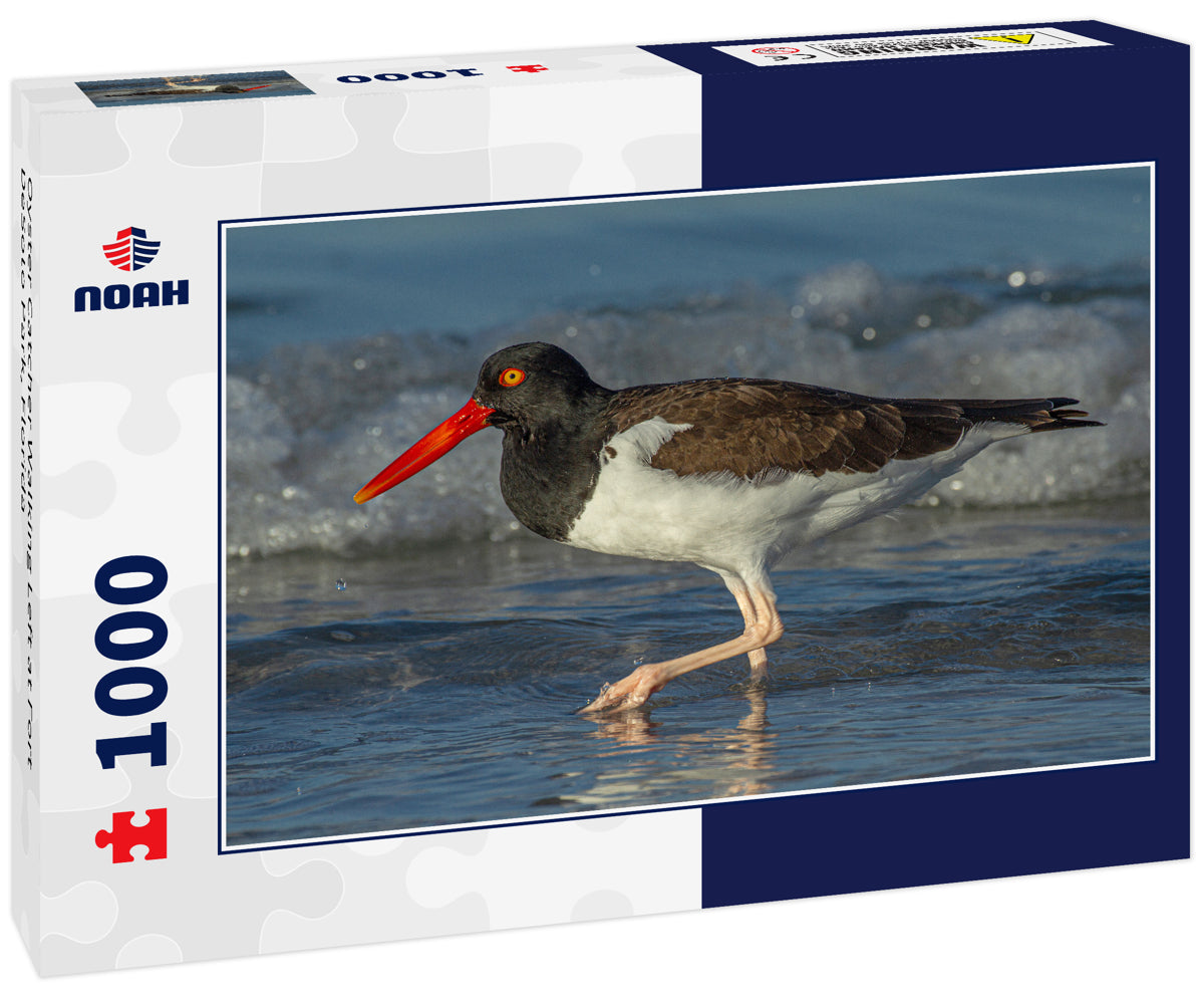 Oyster Catcher Walking Left at Fort DeSoto Park, Florida