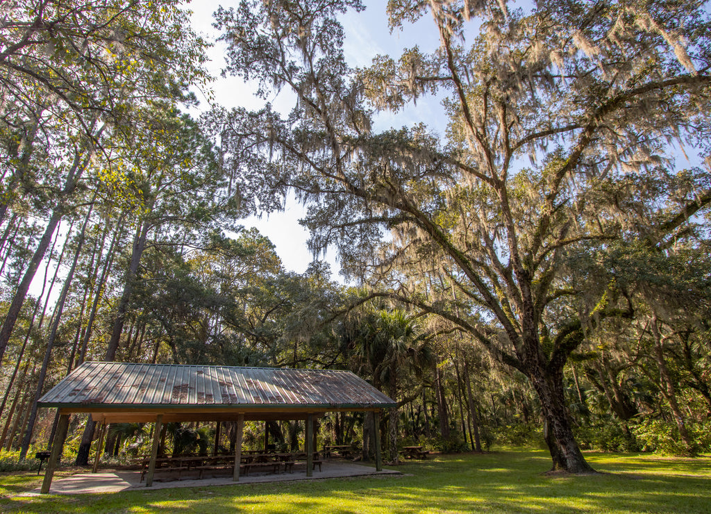 Goethe State Forest in Levy County, Florida