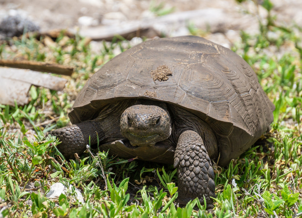 Gopher Tortoise (Gopherus polyphemus) at Indian Riverside Park, Jensen Beach, Martin County, Florida, USA