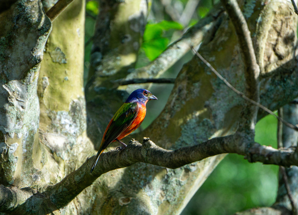 Adult male Painted Bunting (Passerina ciris) in a backyard Crepe Myrtle Tree, Stuart, Florida, Martin County, USA