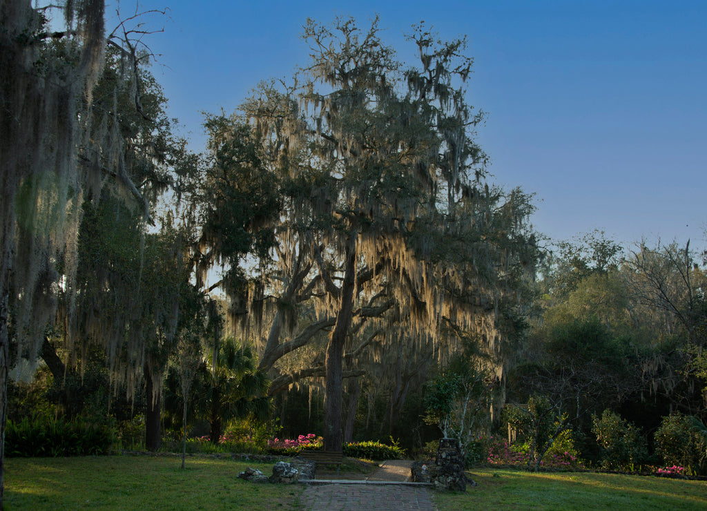 Morning sun highlight the Spanish moss hanging from the oak tree branches in fRavine GardenState Park in Palatka, Florida