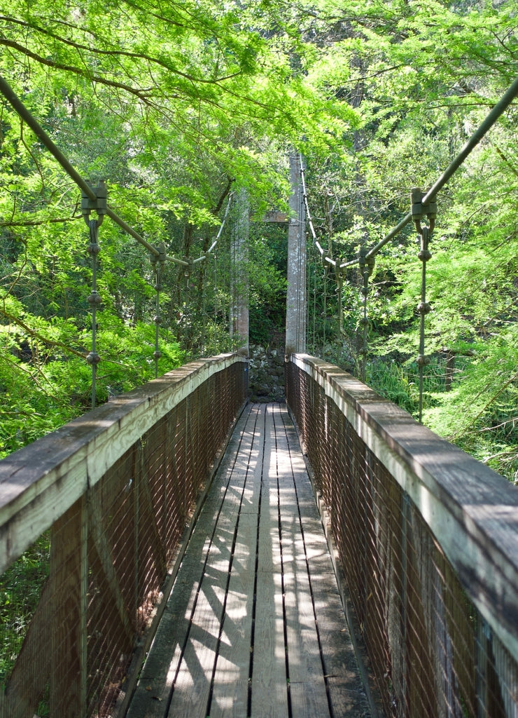 Ravine Gardens State Park Florida State Park located in Palatka, Florida. Wooden, suspension pedestrian bridge through green foliage
