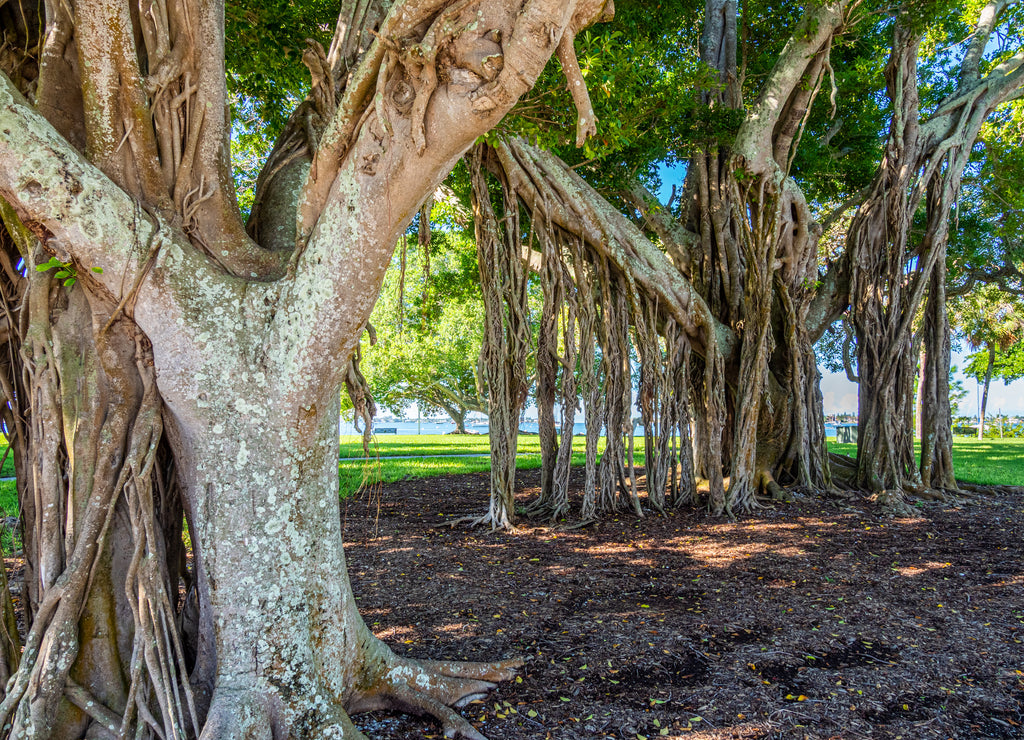 Banyon tree tropical Indian fig tree Ficus benghalensis in Bayfront Park on the waterfront of Sarasota Florida