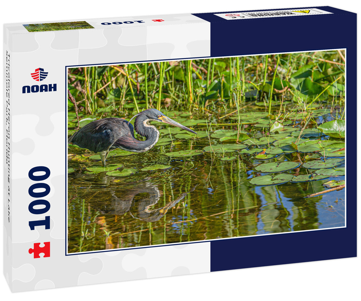 Tricolored Heron Hunting at Lake Seminole Park, Florida