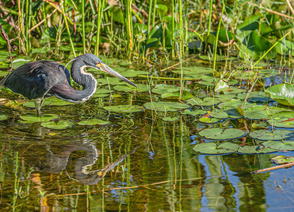 Tricolored Heron Hunting at Lake Seminole Park, Florida