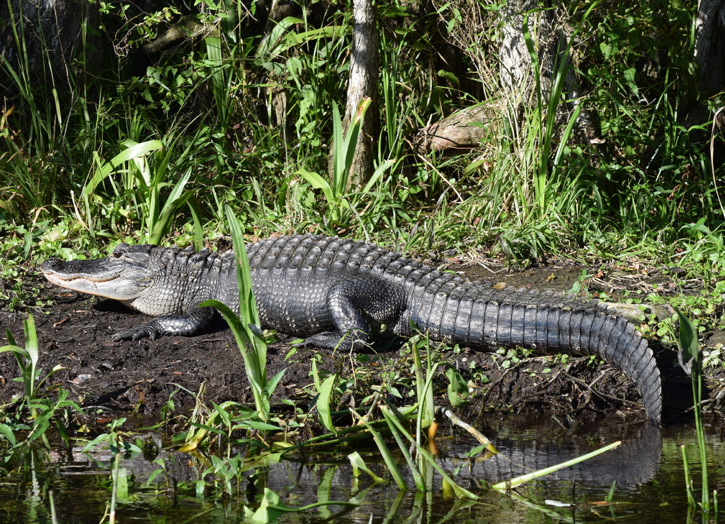 Alligator at Wakulla Springs Florida