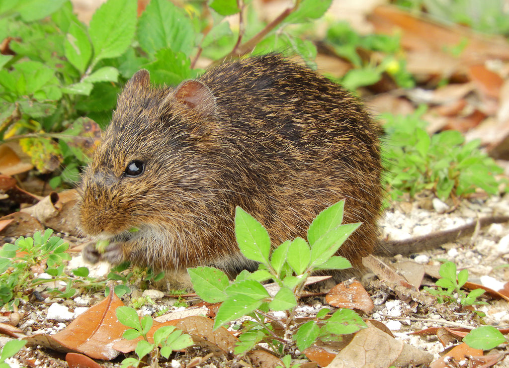 a cute cotton rat foraging in the woods near st. mark's lighthouse in st. mark's national wildlife refuge in wakulla county, in northern florida