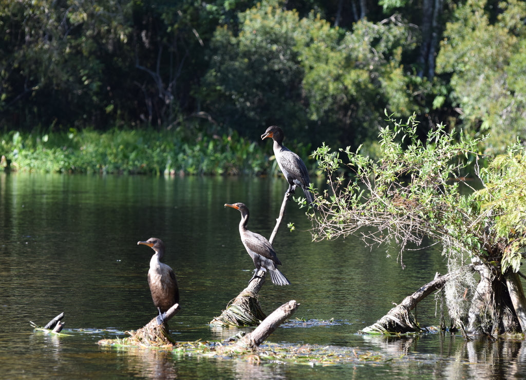 Cormorant at Wakulla Springs Florida